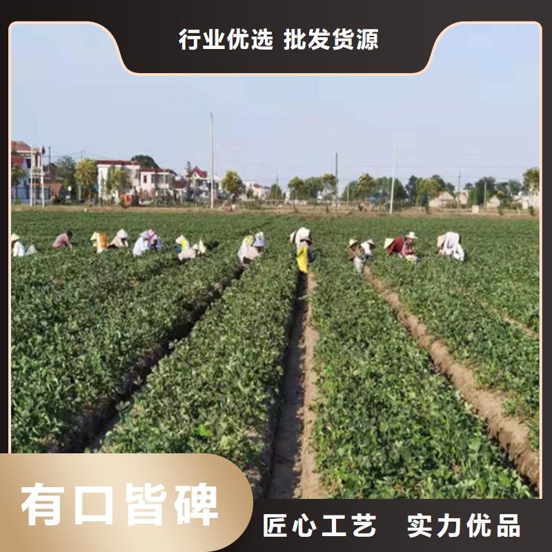 越秀草莓苗
