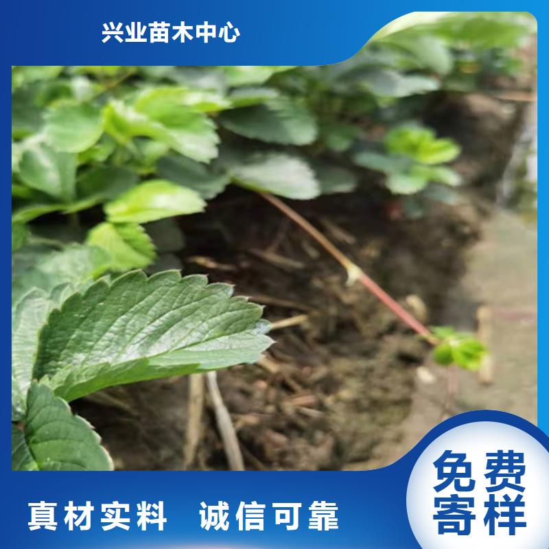 白雪草莓苗