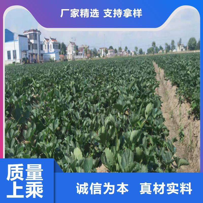 红玉草莓苗