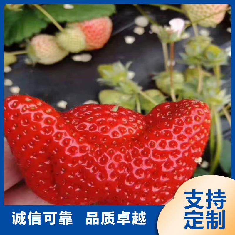 白沙县京郊小白草莓苗