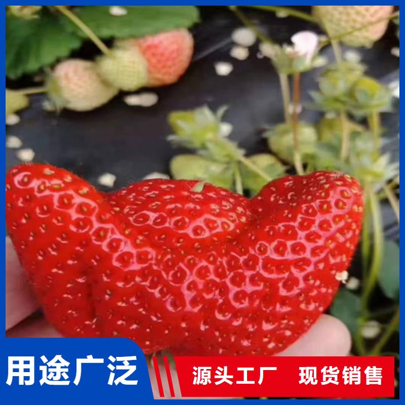 玛斯义陶芬无花果苗