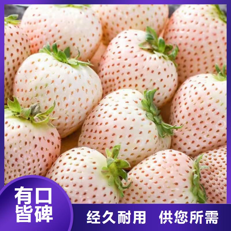 越秀草莓苗