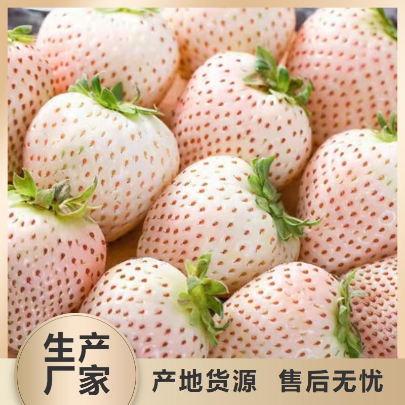 香蕉草莓苗