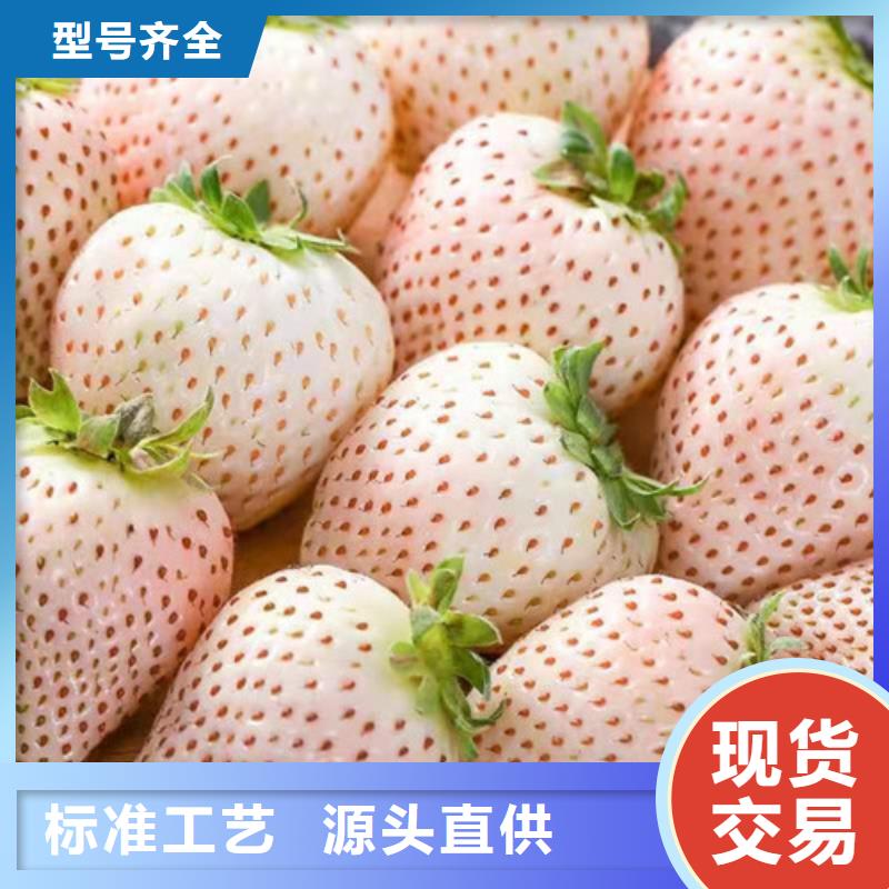 咖啡草莓苗