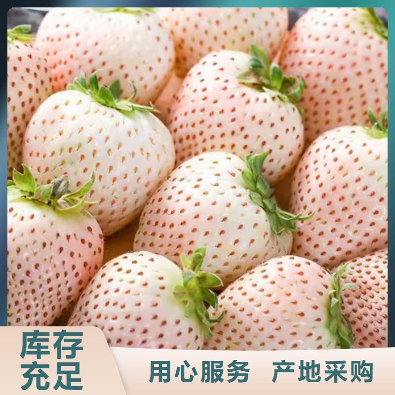 丽雪草莓苗