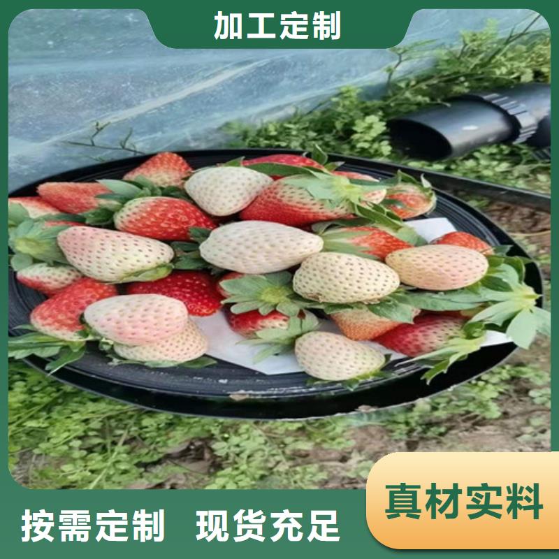 草莓苗-梨树苗优选厂家