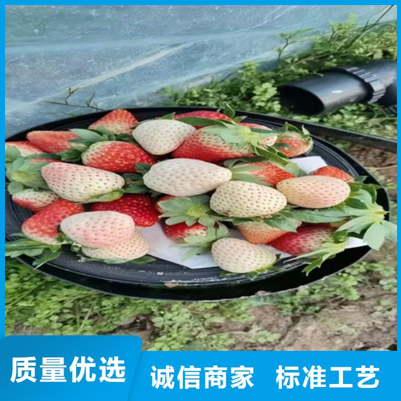 哈尼草莓苗