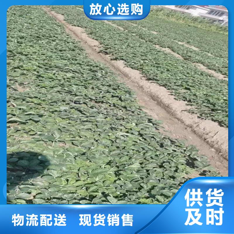 钻石草莓生产苗