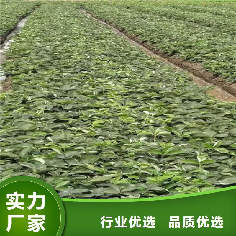 丽雪草莓苗