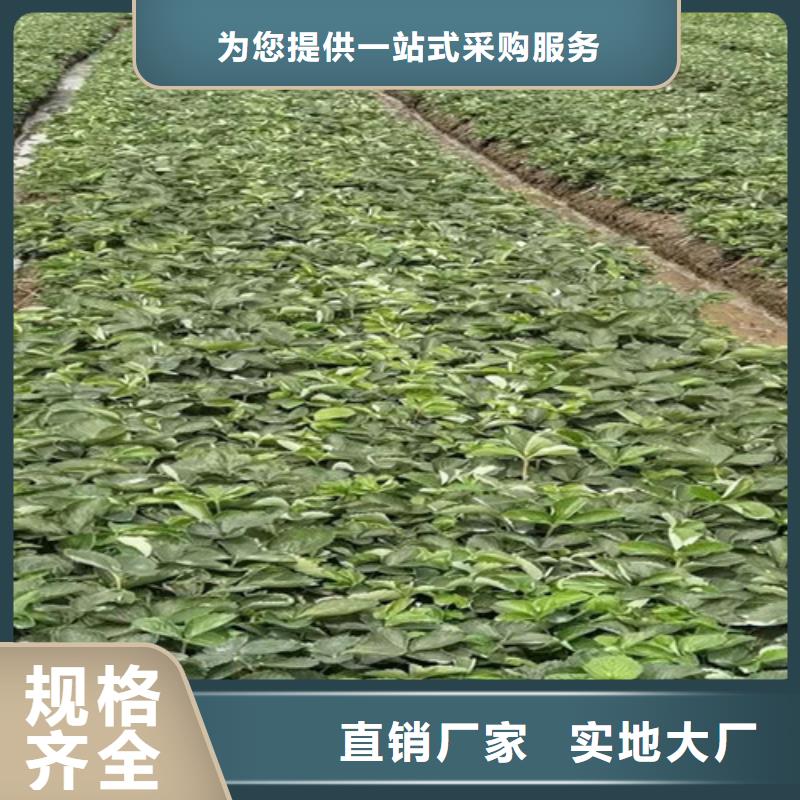 红颜草莓苗