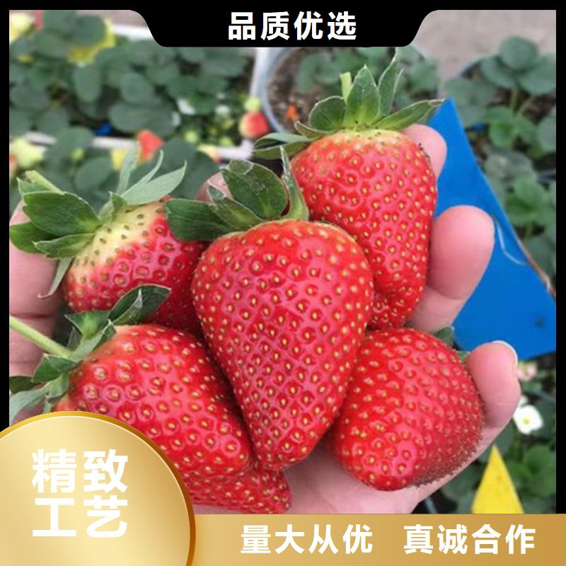 华艳草莓苗