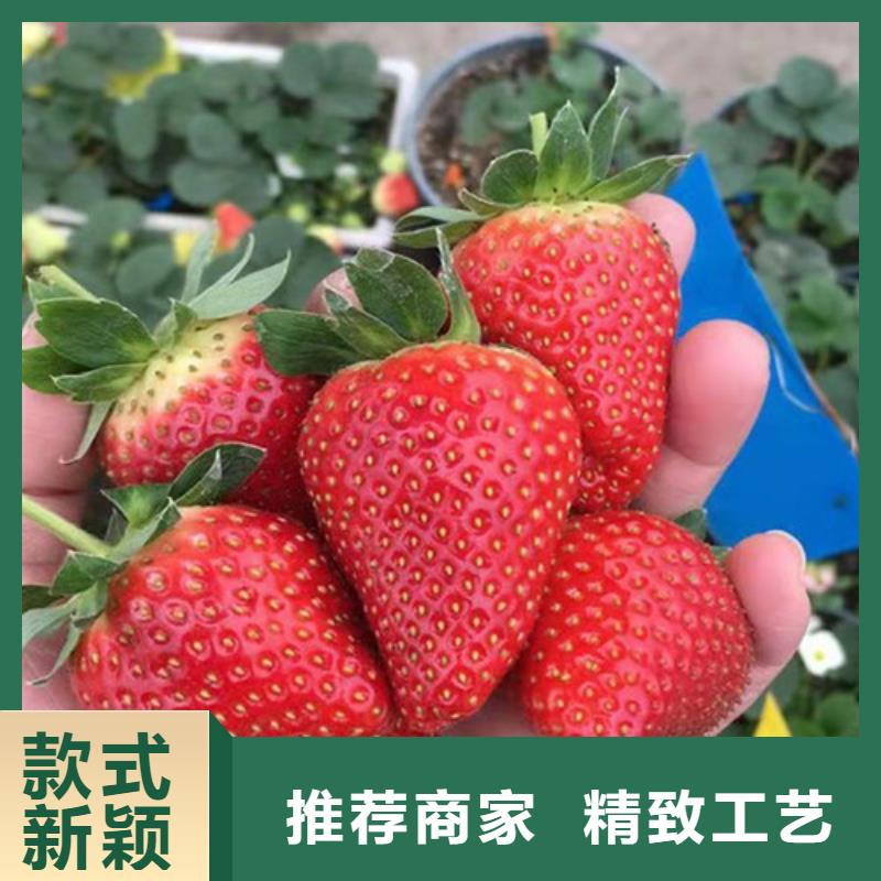 玛斯义陶芬无花果树苗