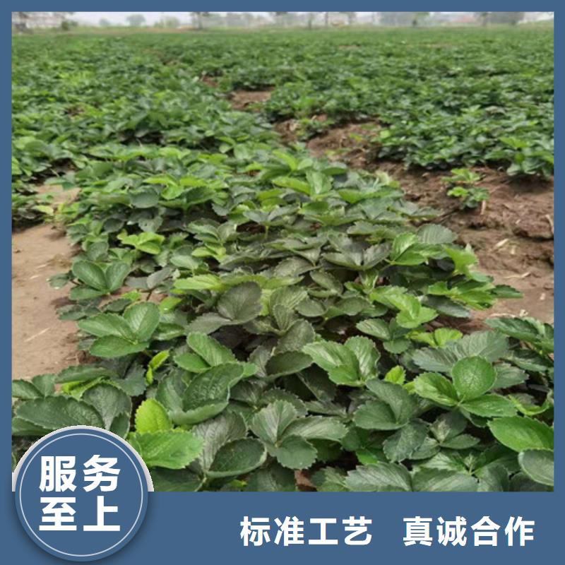 红玫瑰草莓苗