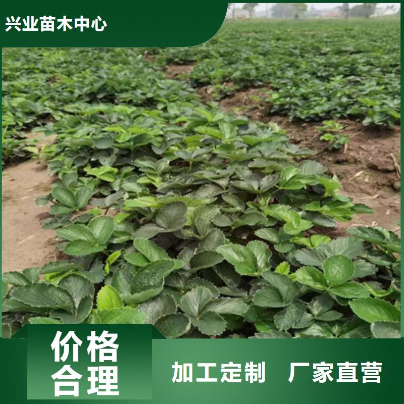 红玉草莓苗