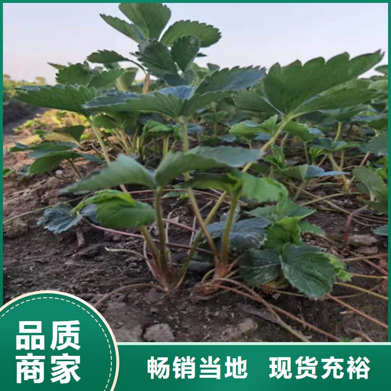 玛斯义陶芬无花果苗