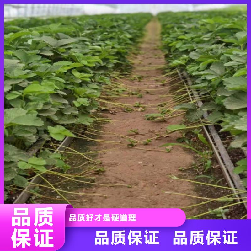 圣安德瑞斯草莓苗