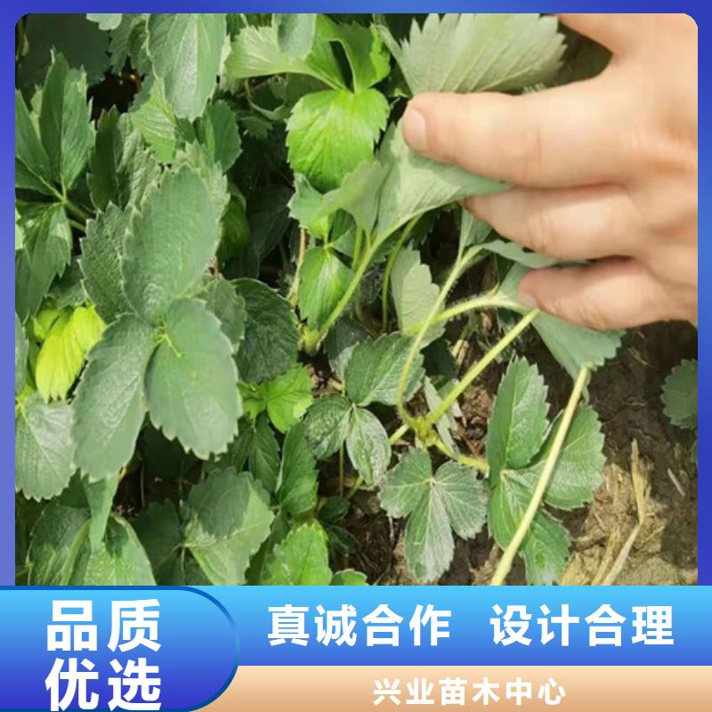 哈尼草莓苗