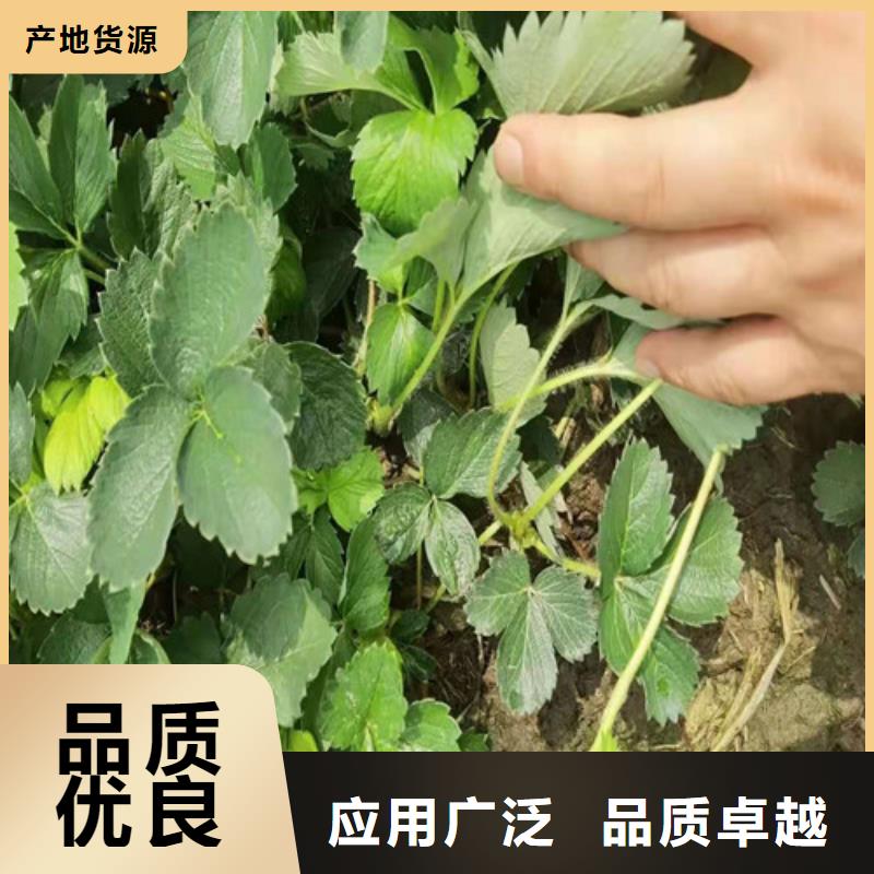 圣安德瑞斯草莓苗
