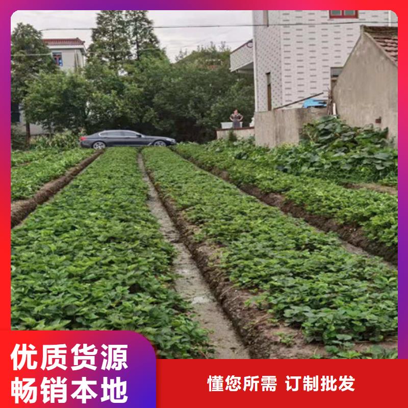 丽雪草莓苗
