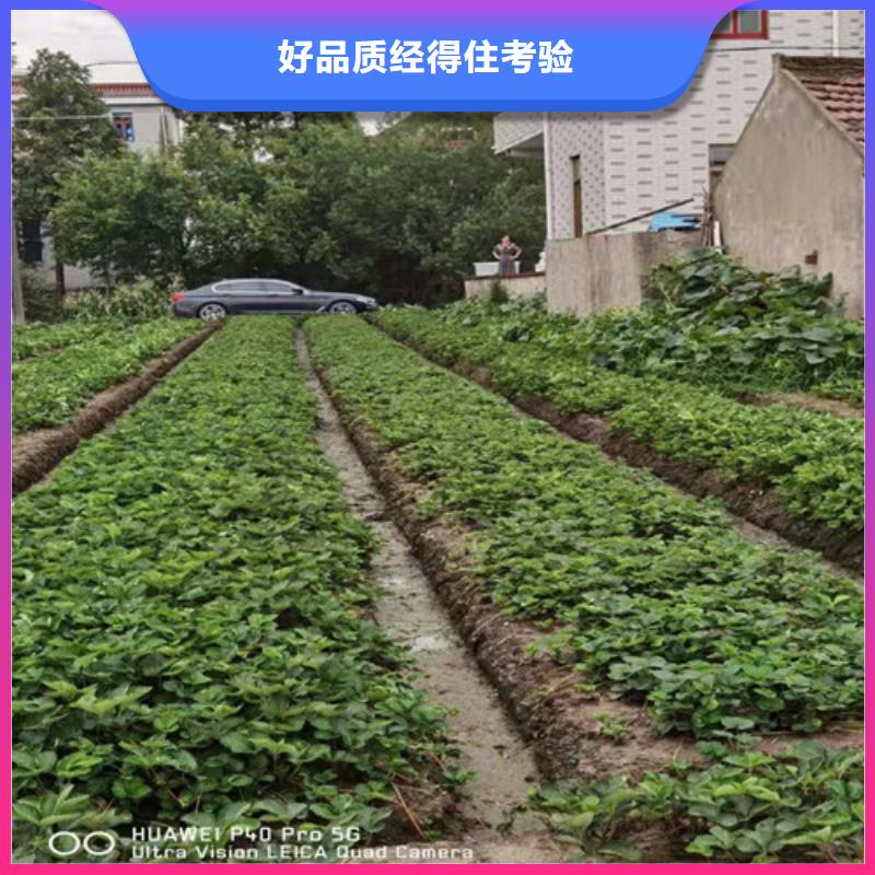圣安德瑞斯草莓苗