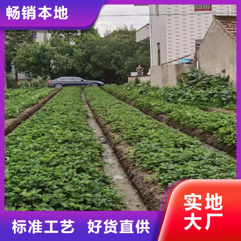哈尼草莓苗