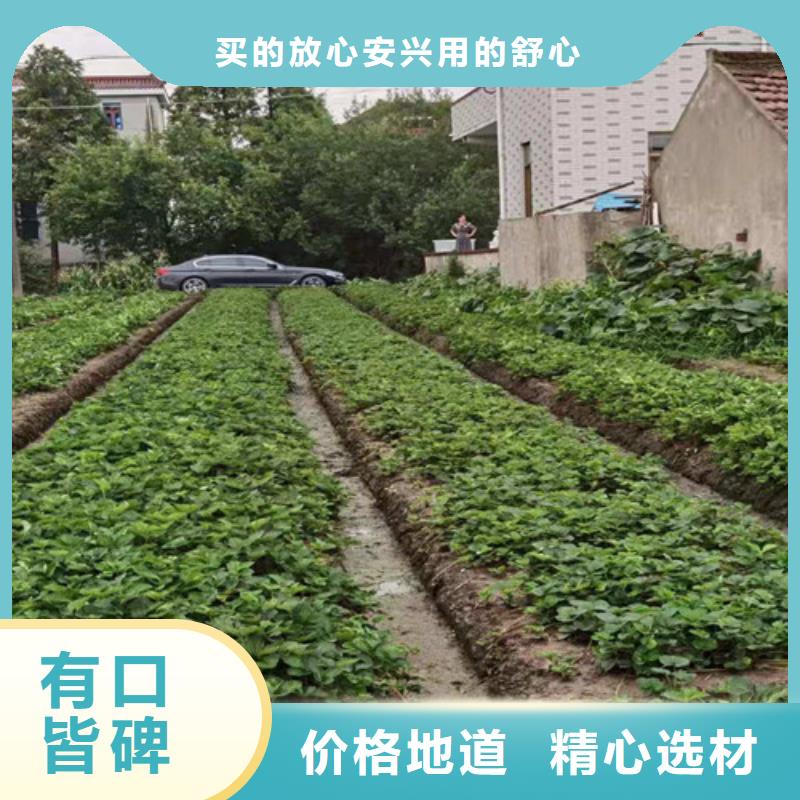 圣安德瑞斯草莓苗