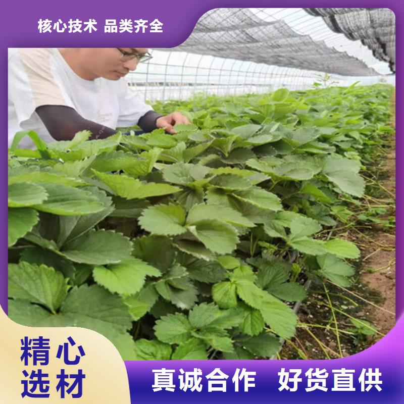 哈尼草莓苗