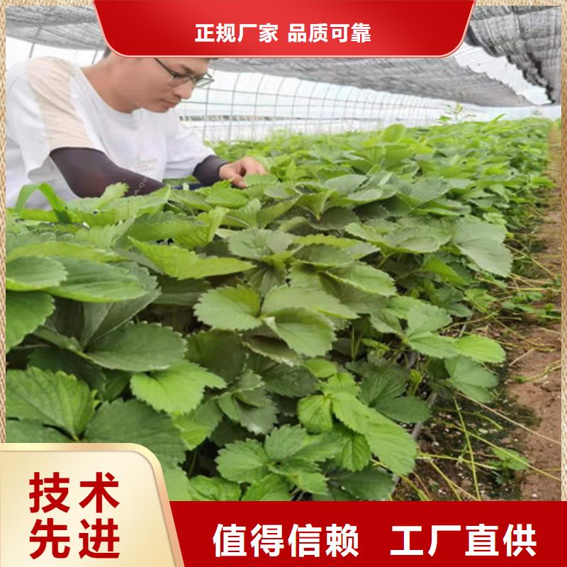 丽雪草莓苗