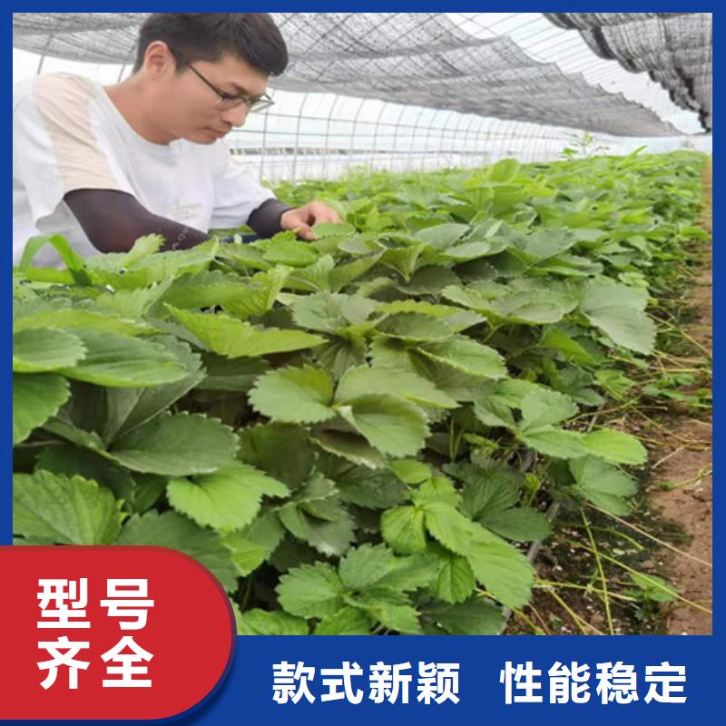 圣安德瑞斯草莓苗