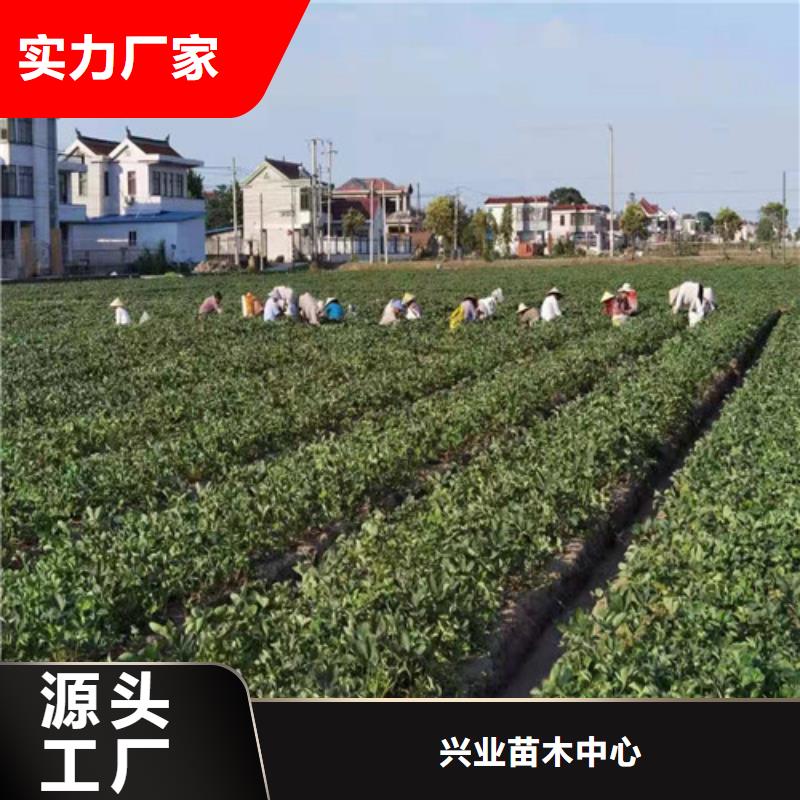 红玉草莓苗