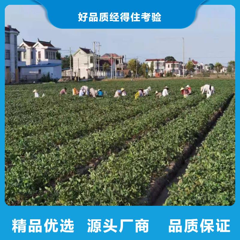咖啡草莓苗