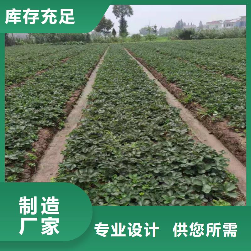 白雪小町草莓苗
