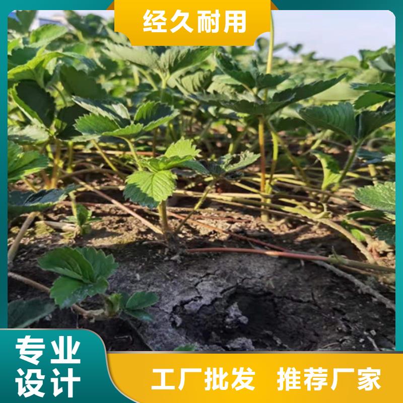 丽雪草莓苗