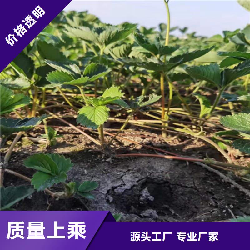 圣安德瑞斯草莓苗