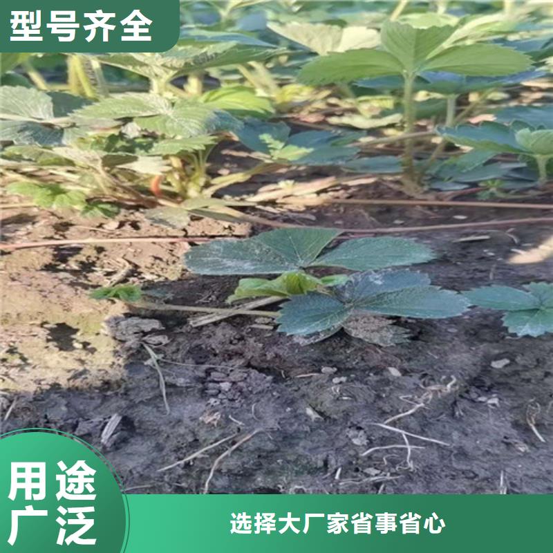 丽雪草莓苗