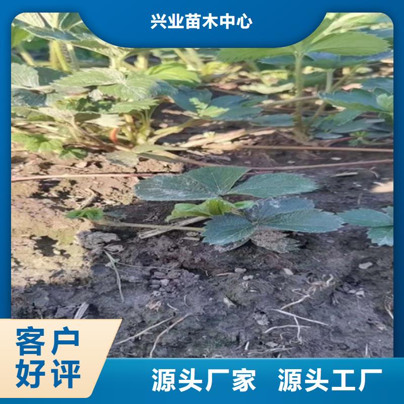 哈尼草莓苗