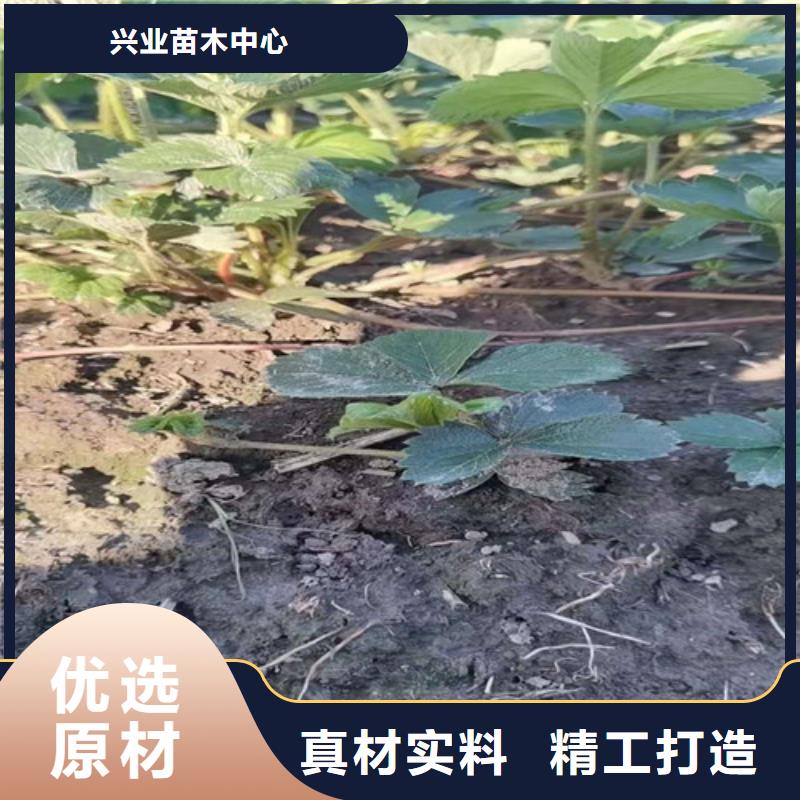 淡雪草莓苗