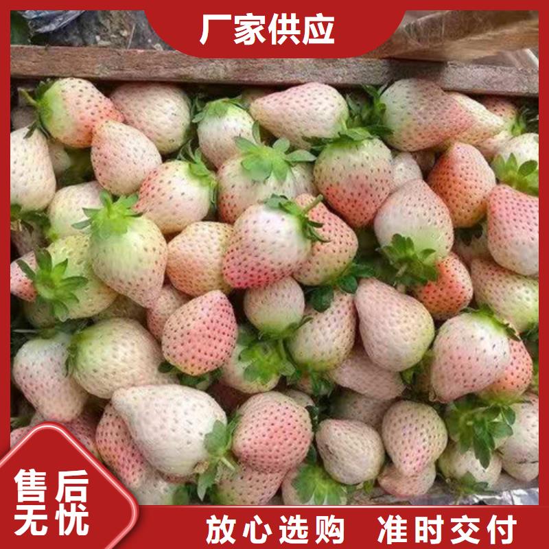 白沙县京郊小白草莓苗