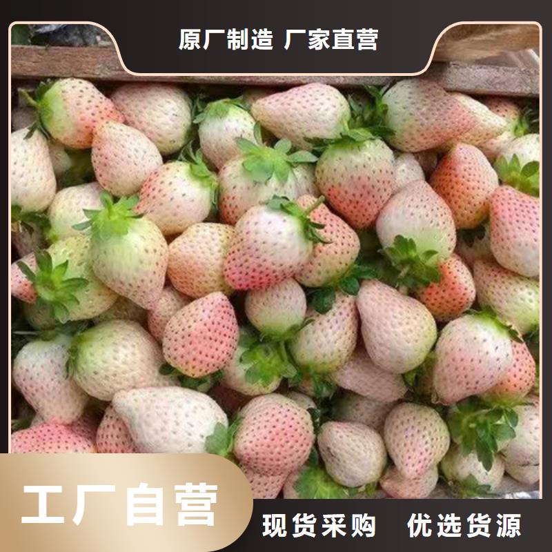 圣安德瑞斯草莓苗