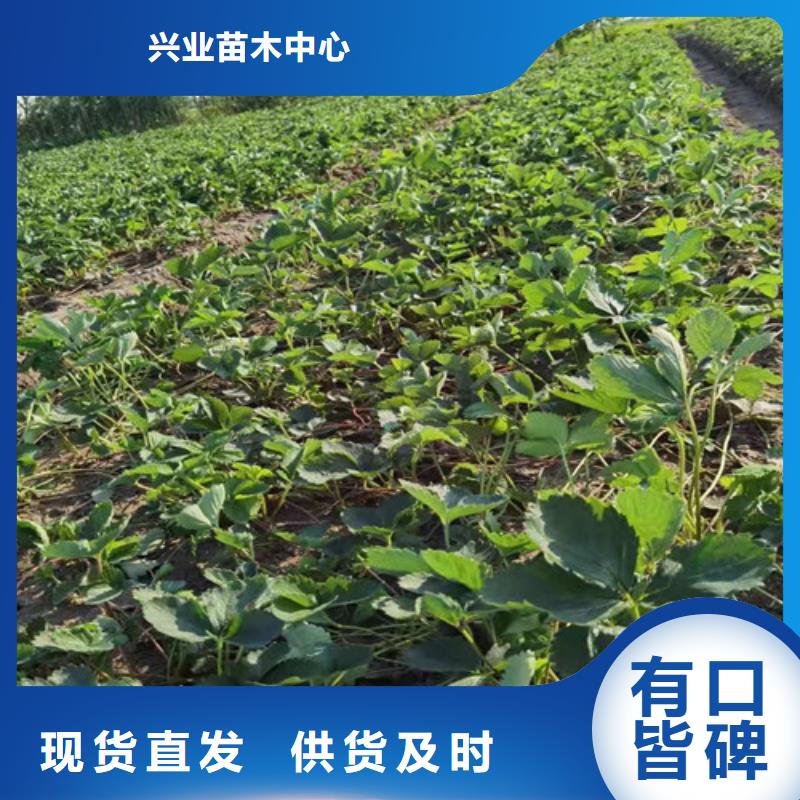 白雪小町草莓苗