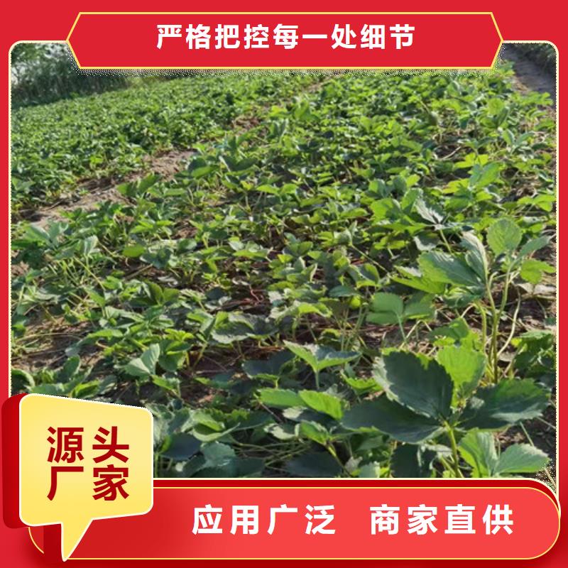 哈尼草莓苗
