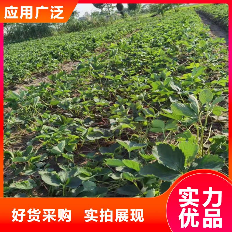 淡雪草莓苗