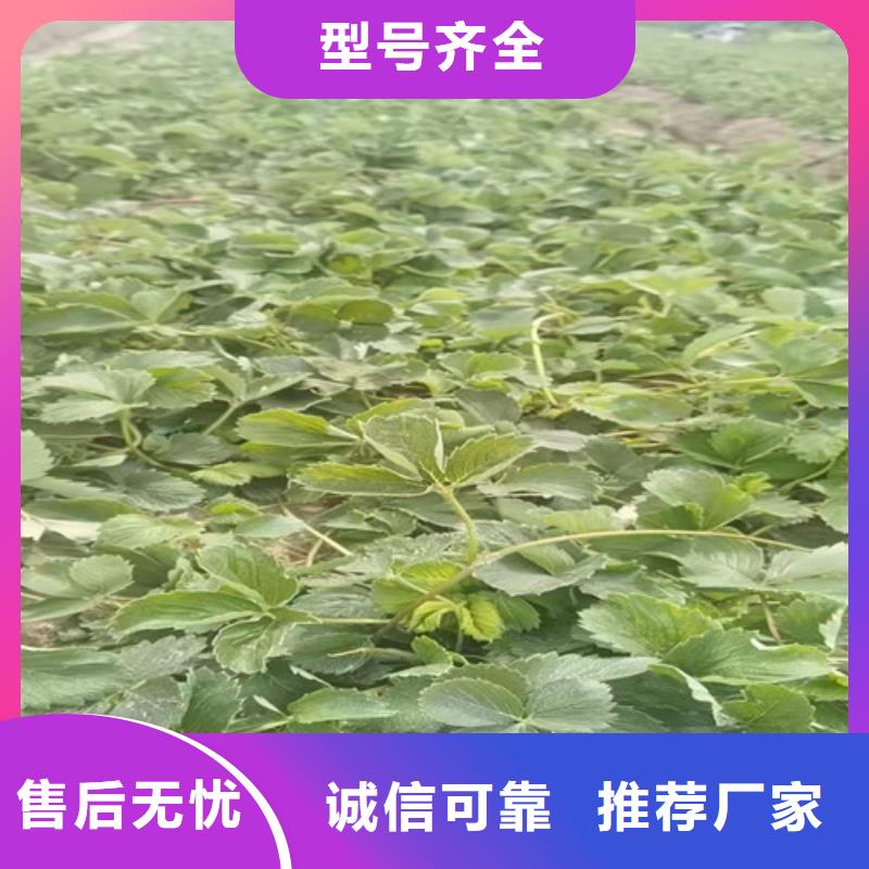 哈尼草莓苗