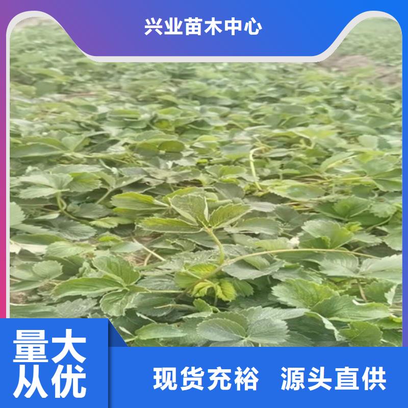 哈尼草莓苗