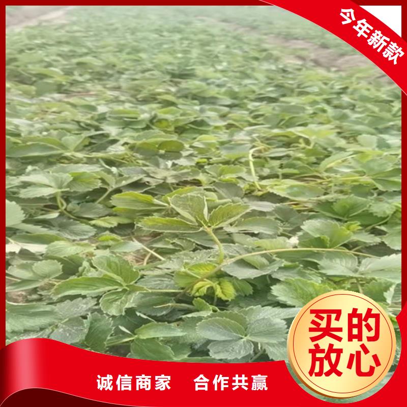 白雪小町草莓苗