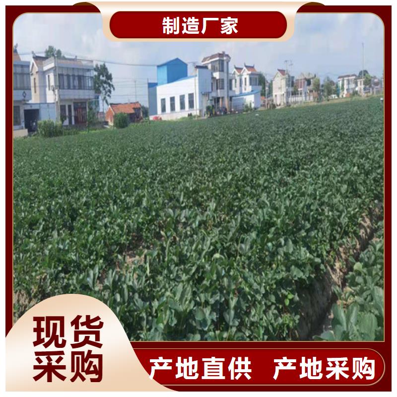 白沙县京郊小白草莓苗