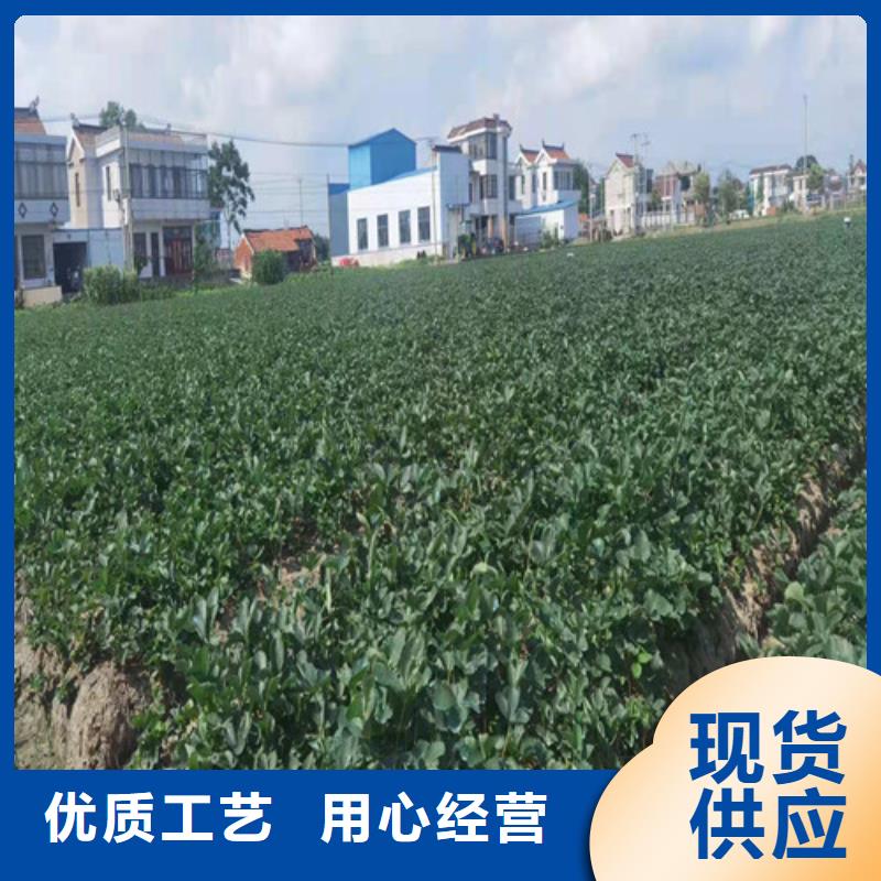 白雪小町草莓苗