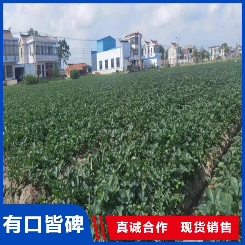哈尼草莓苗