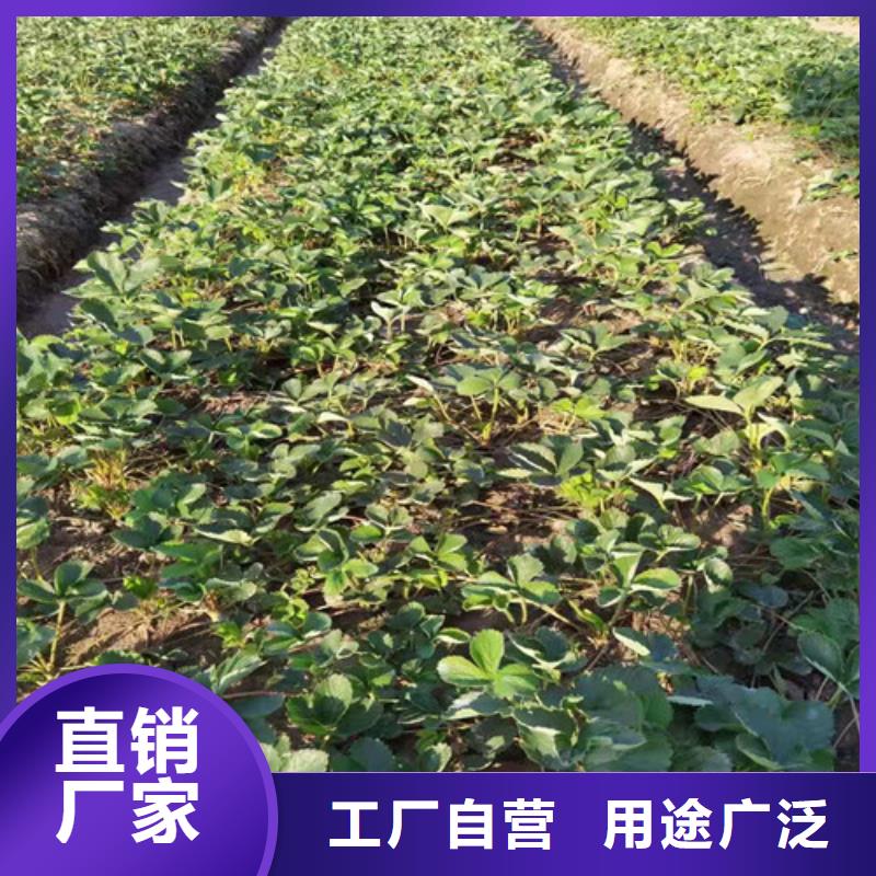 白雪小町草莓苗
