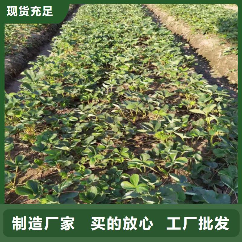 哈尼草莓苗